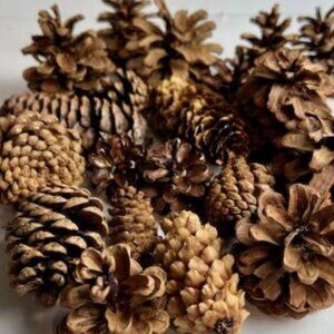 All Natural Pine Cones